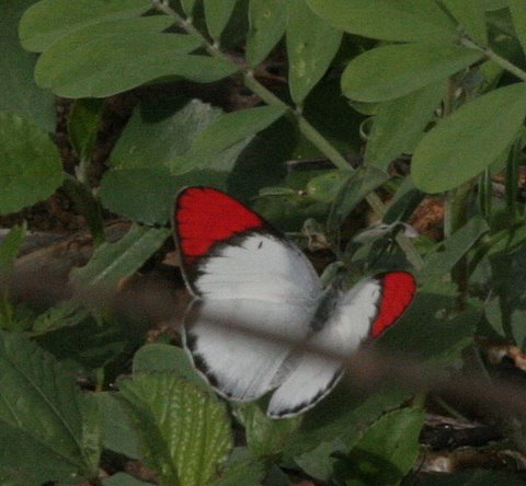 Un id butterfly