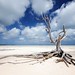 Lone Tree on Eleuthera/Bahamas - by photos_mweber