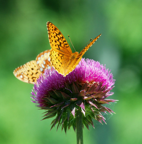 Butterflies & Flowers - God's Beautiful Creation