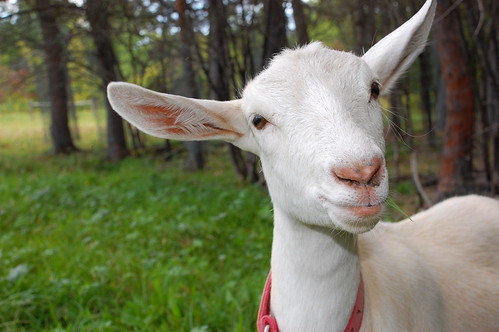Cody's goat