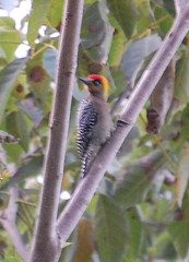 Unidentified woodpecker