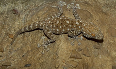 Fan Foot Gecko (Ptyodactylus hasselquisti)
