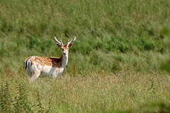 Fallow Deer Buck (Cervus dama)
