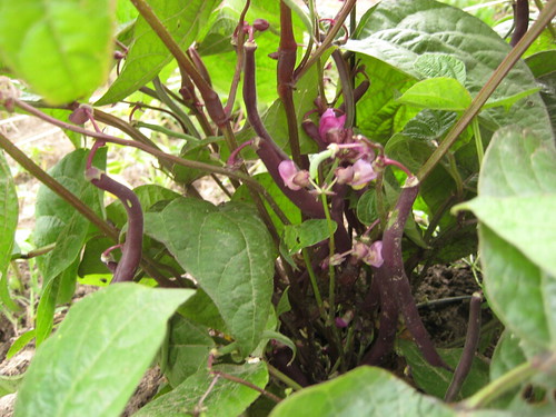 royal burgundy bush beans