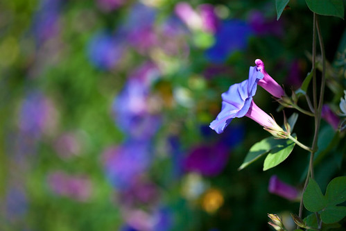 フリー写真素材|花・植物|ヒルガオ科|アサガオ|青色の花|