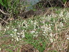 jungle white lily