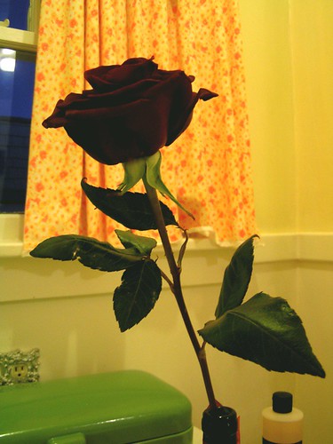 "he slides a single white rose beneath my stall"