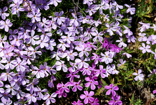 20 - Little Purple Flowers