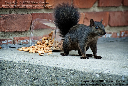 Squirrel 0171