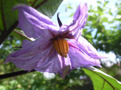 Aubergine flower