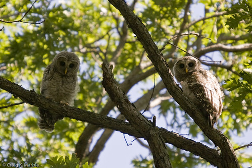 Barred Owl - Owlets
