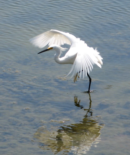 Snowy egret flaps its wings