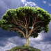 Baobab on the Planet of the Little Prince