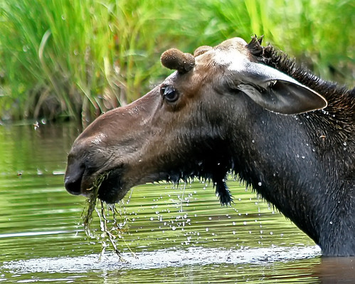 Moose "Bull"