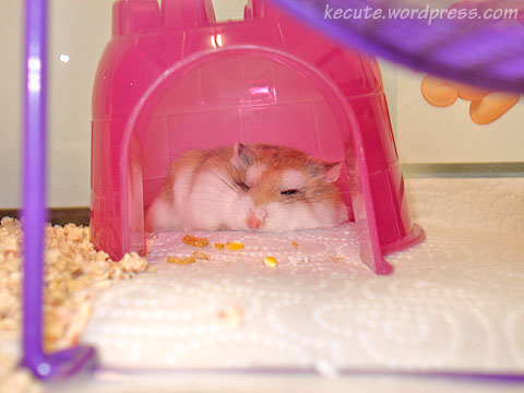 funny hamsters. Robo hamster in igloo