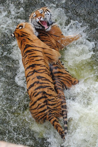 Мокрая борьба тигров