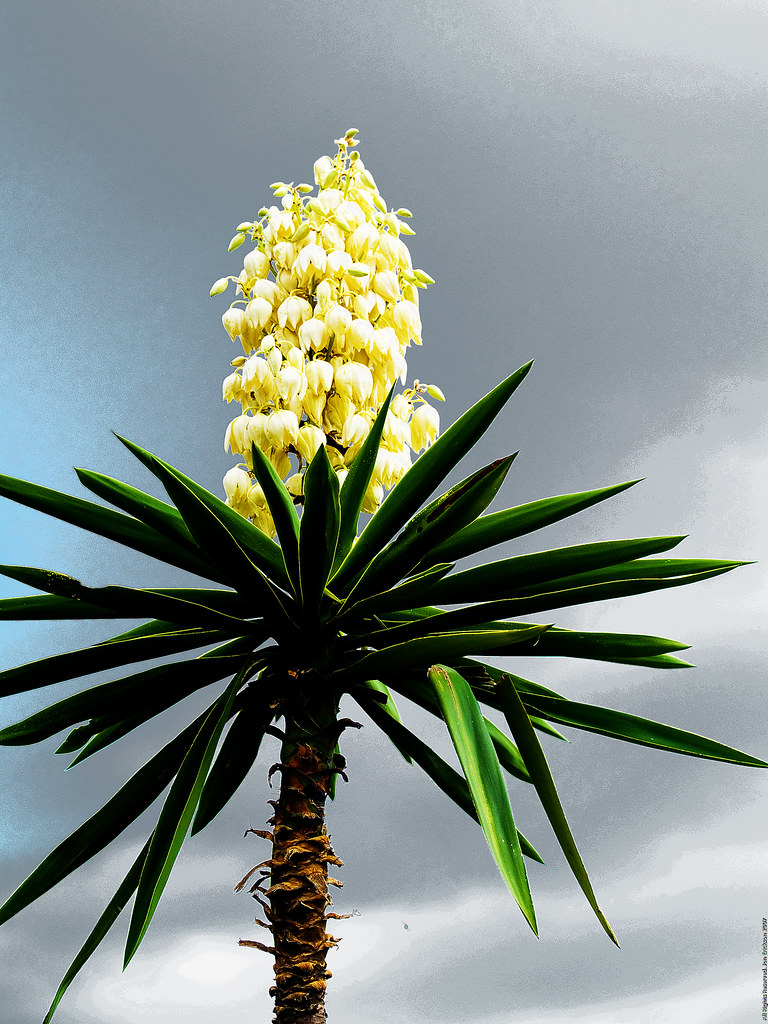 Another Yucca in Bloom