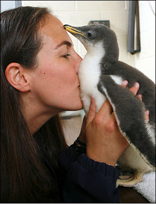 Kiss the Penguin