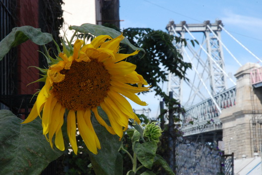 Sunflower Williamsburg Bridge