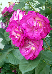 Roses_61810c