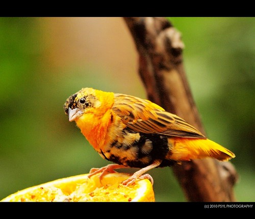 Orange Bishop Weaver Finch (Euplectes orix francisciana)