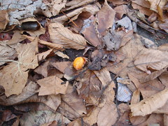 orange orb weaver (1)