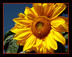 My Smiling Sunflower - by StuffEyeSee