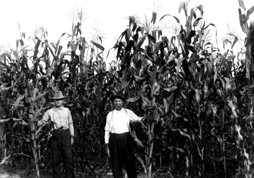 Demonstration agent O.L. Mizelle in field of corn with farmer J.S. Howard: Bradford County, Florida