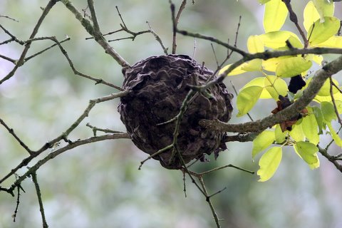 Ants' Nest? What type?