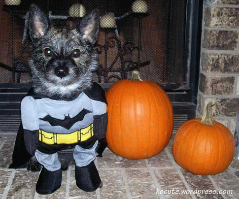 funny pictures of dogs in costumes. Tags: Animals, costumes, Dogs,