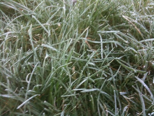 298/365:2010 Frosty Grass