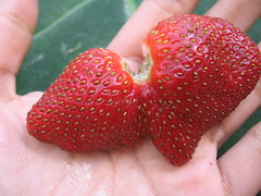 mutant strawberry