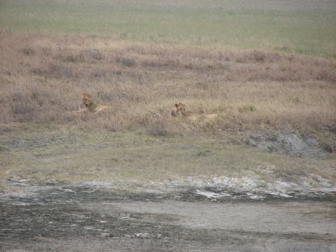 lionesses in the grass