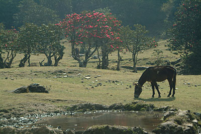 A Khachad grazes in a field full of Rhododendron trees by Kashish Das Shrestha