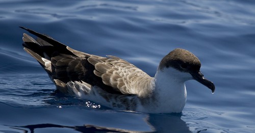 Greater Shearwater on the water
