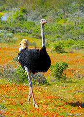 Namaqualand Ostrich