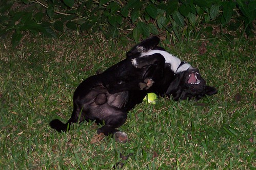Milo loves his ball.