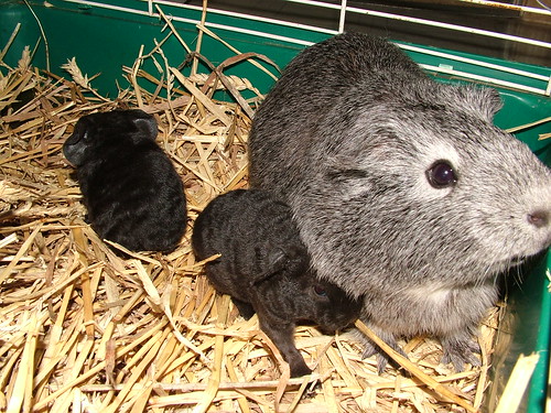 6 new guinea pig babies in