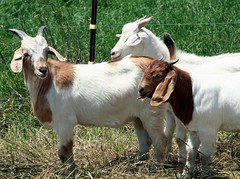 Goats from the 2007 test