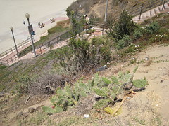 Cactus on the bluffs