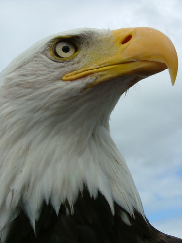 This was taken at an Eagles flying centre near us in Sligo Ireland.