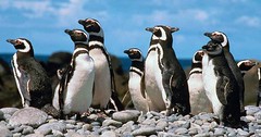 Humbold penguins in Paracas
