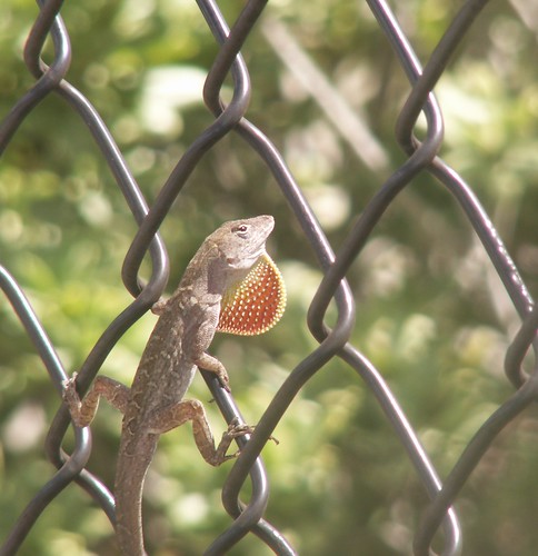 Deep Throat: Male Brown Anole