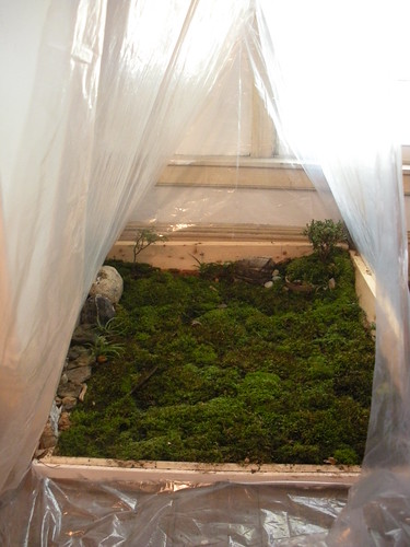 Inside the Moss Bed