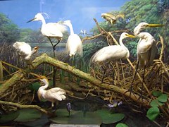 durban natural history museum - storks