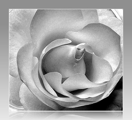 White Rose Petals. Rose Petals in Black and White