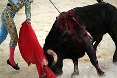 Toreador Goes for the Kill Bull Fighting Mexico 2007 2 114