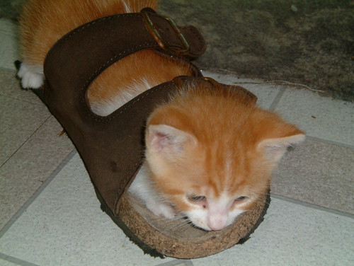 Kitten in sandle