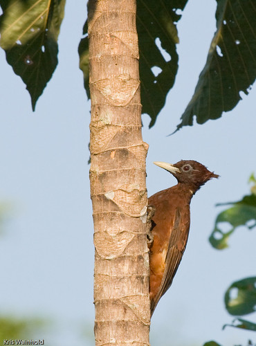 Amazon Woodpecker