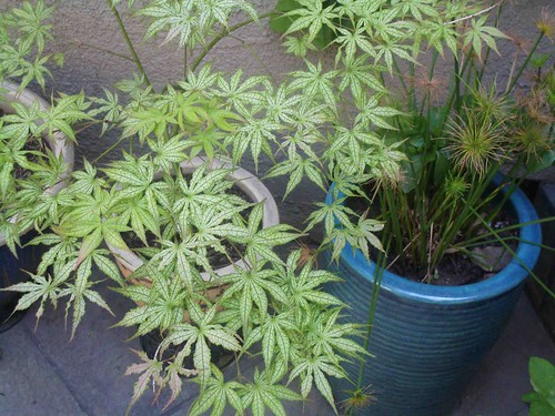 dwarf japanese maple tree pictures. japanese maple dwarf trees.